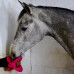 Bizzy Bites Toy